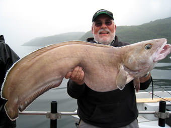 fetter Lumb aus dem Fisterfjord