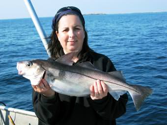Helles&oslash;y - Schellfisch