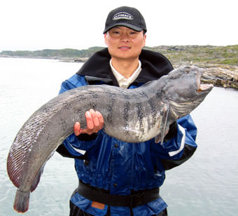 Helles&oslash;y Steinbeisser