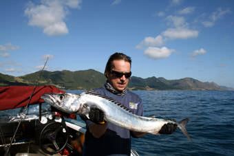 Neuseeland Barracuda