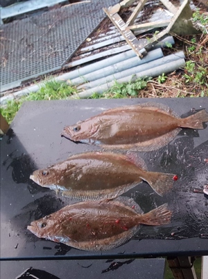 Fiskesenter Birkeland Fangerfolge 