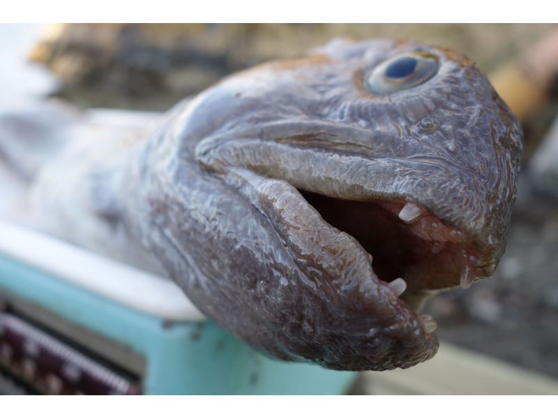 Heggesvik Hitra Fisch 