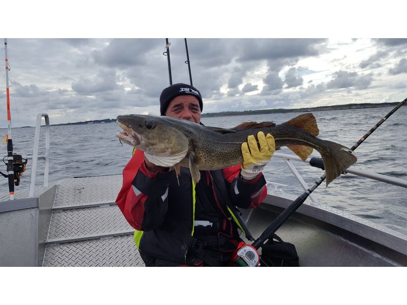 Heggesvik Hitra Fisch 