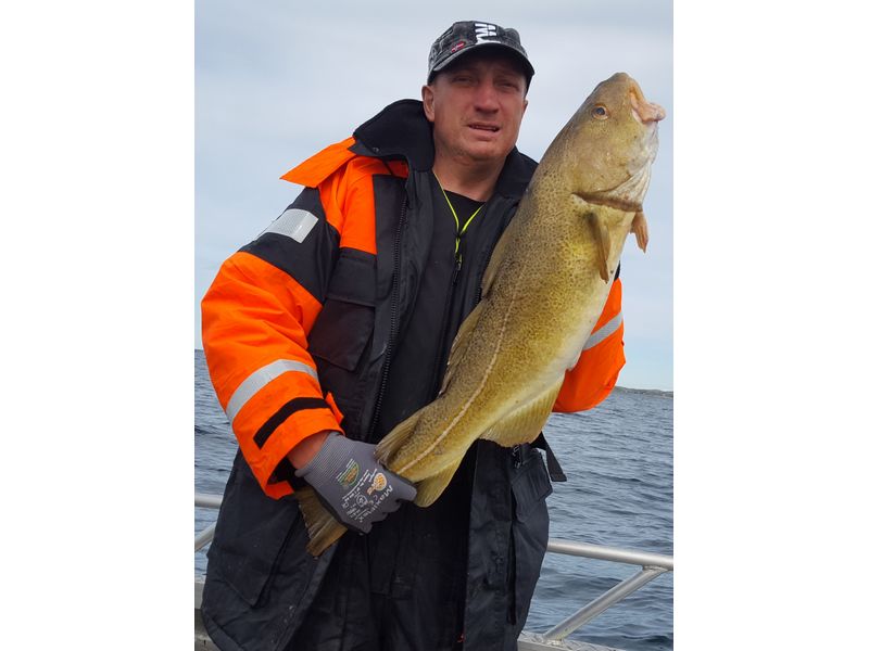 Heggesvik Hitra Fisch 