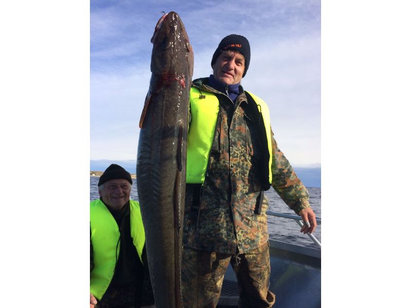 Heggesvik Hitra Fisch 
