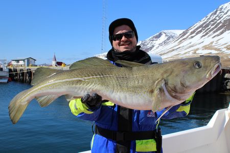 Westfjorde Fangerfolge 