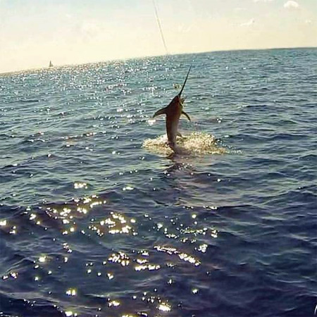 Kroatien Fischbilder Neu2017 0019