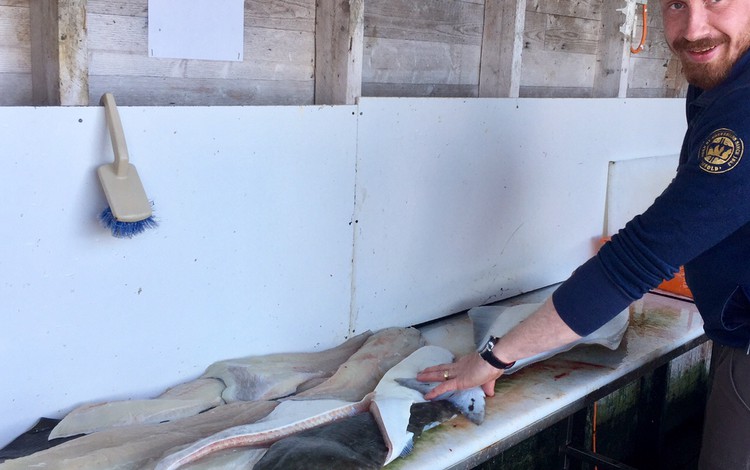 Sandbakken Feriesenter Fangerfolge 