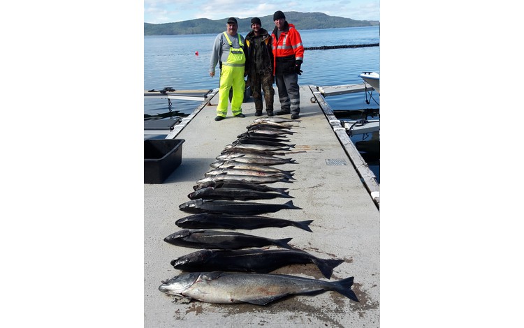 Sandbakken Feriesenter Fangerfolge 