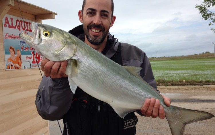 Spanien Ebro Delta Fisch 