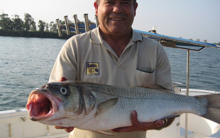 Spanien Ebro Delta Fisch 