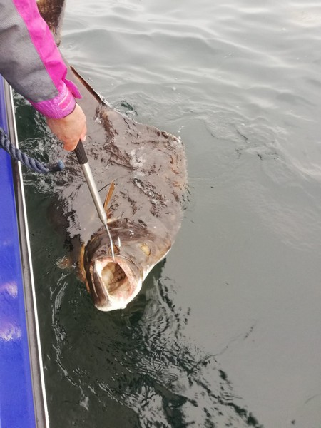 Amberfish Fangerfolge 