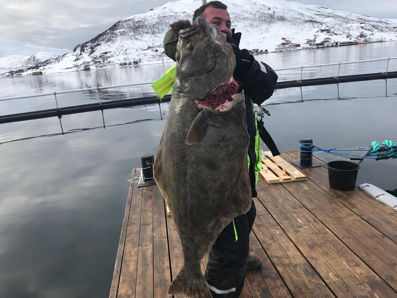 Amberfish Fangerfolge 