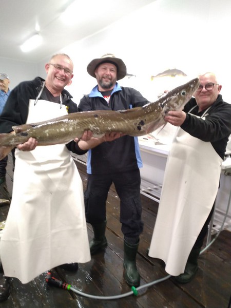 Amberfish Fangerfolge 