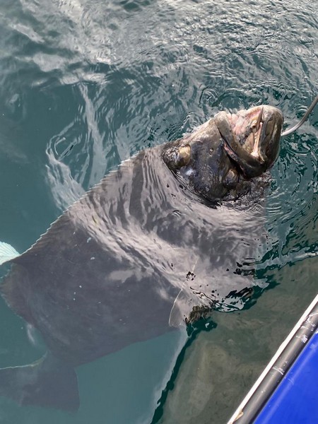 Amberfish Fangerfolge 