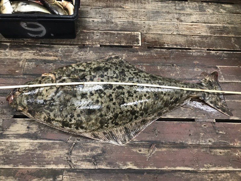 Amberfish Fangerfolge 