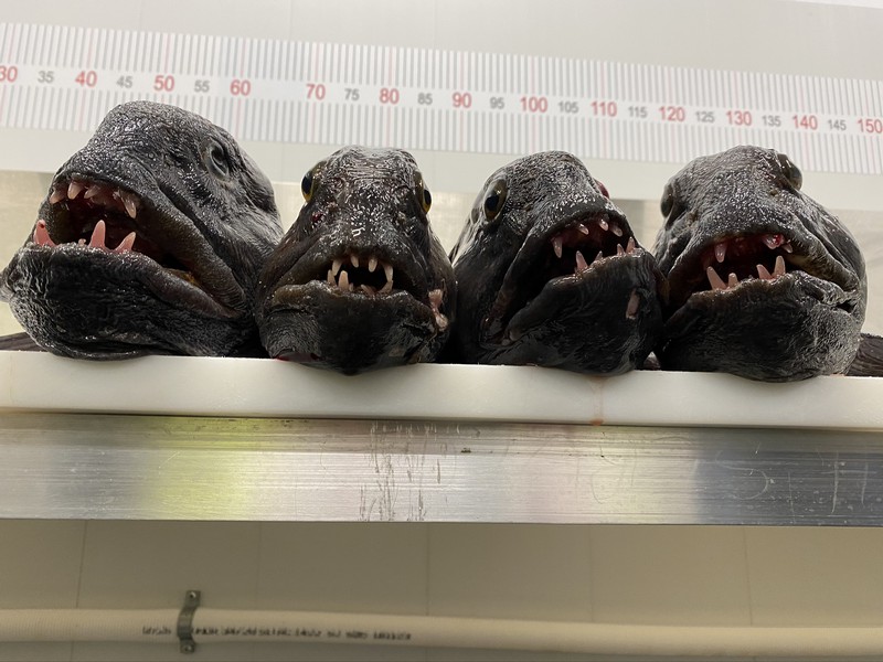 Amberfish Fangerfolge 