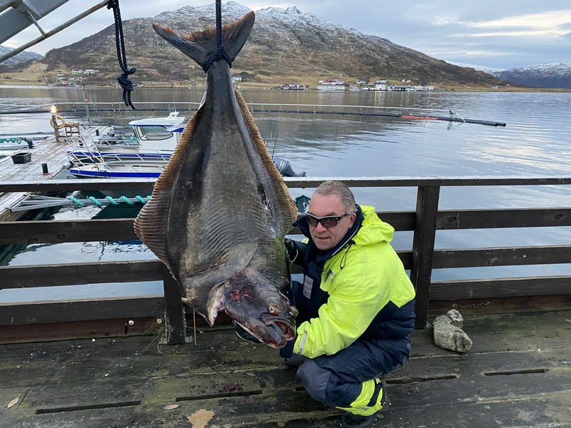 Amberfish Fangerfolge 