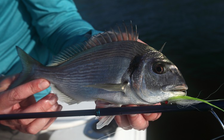 valencia ampolla fangerfolge 0026