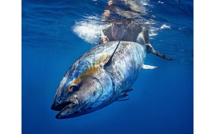 greenflake valencia 0002