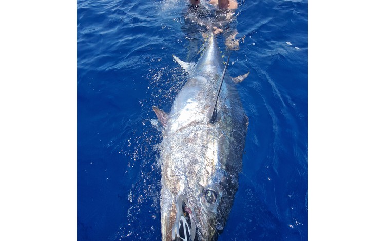 greenflake valencia 0008