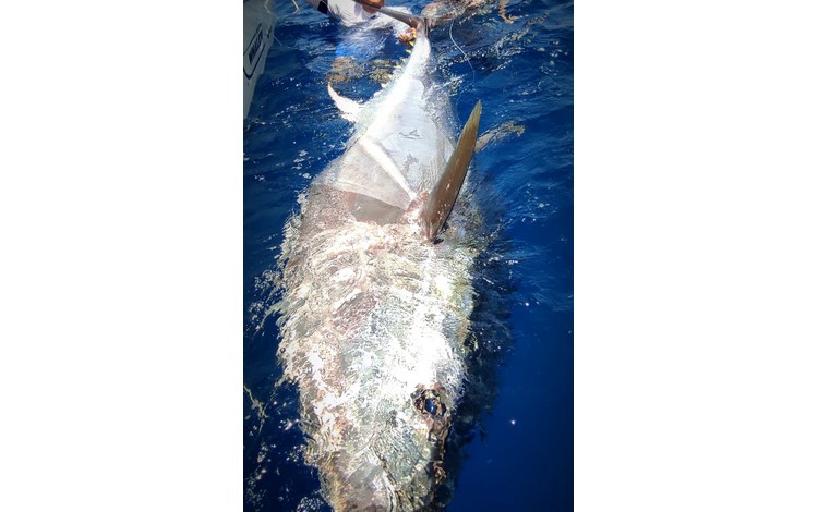 greenflake valencia 0016