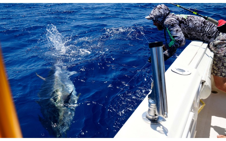 greenflake valencia 0019