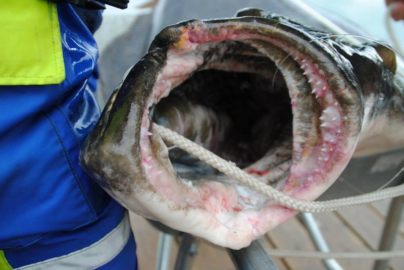 Hansnes Havfiske Fangerfolge 