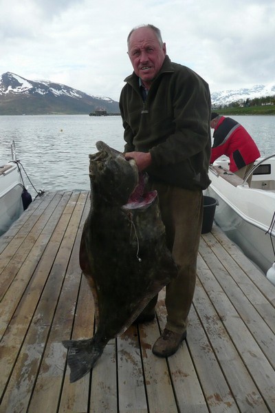 Hansnes Havfiske Fangerfolge 