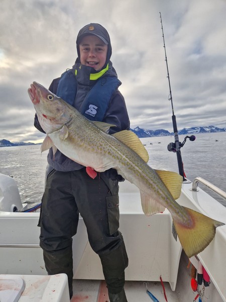  Lofoten Havfiske Fangerfolg 