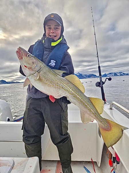  Lofoten Havfiske Fangerfolg 