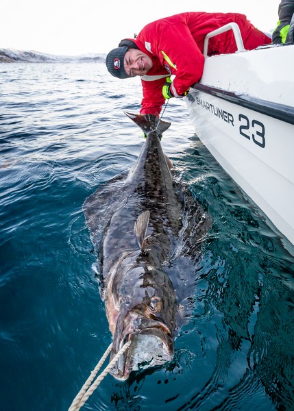  Lofoten Havfiske Fangerfolg 