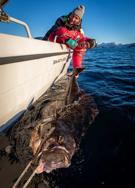  Lofoten Havfiske Fangerfolg 