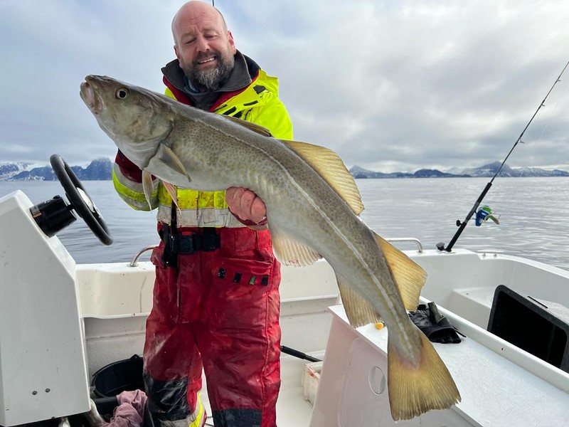  Lofoten Havfiske Fangerfolg 