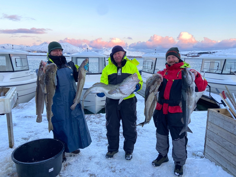 Lofotenhavfiske Fangerfolge 