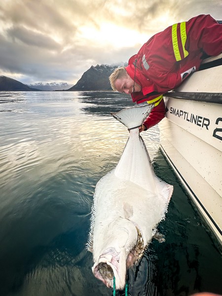 Lofoten Havfiske Fangerfolg 