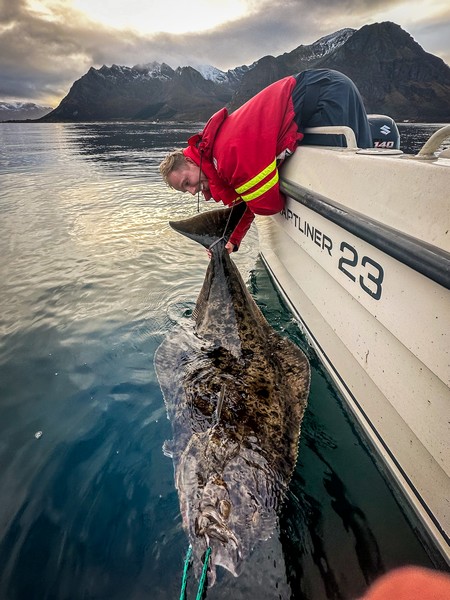 Lofoten Havfiske Fangerfolg 