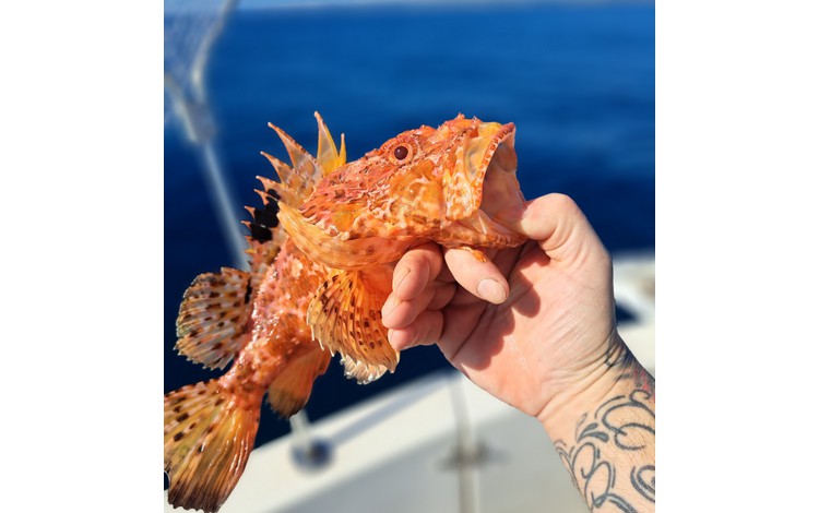 Mallorca Portocolom Fangerfolge Mallorca Portocolom Fangerfolge