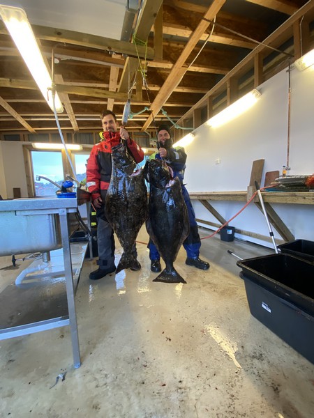 Oesksfjord Sjoefiske Fangerfolge 