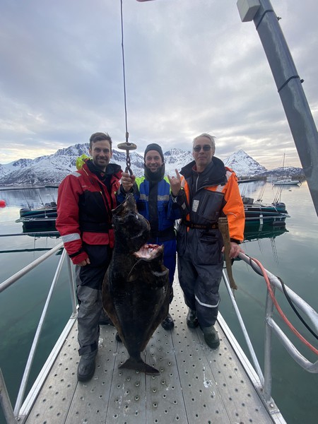 Oesksfjord Sjoefiske Fangerfolge 