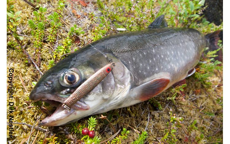 Schweden Lesjoen Fangerfolge  