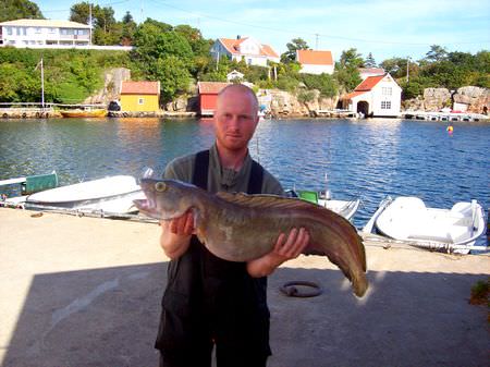 Avik Brygge Fisch