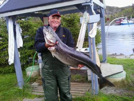 Dragsund Fisch