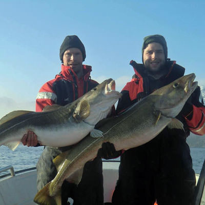 Lofoten Havfiske Dorsch
