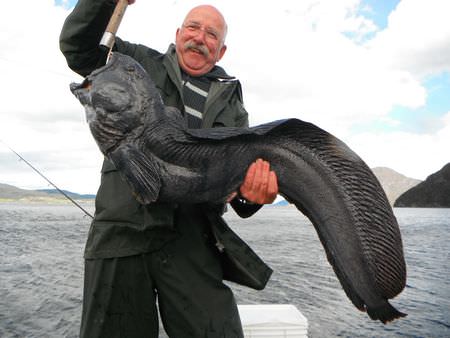 Romsdal Fjordlodge Fisch