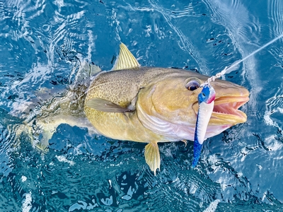 Lofoten Havfiske   Angler Mit Gro&atilde;Em Fang